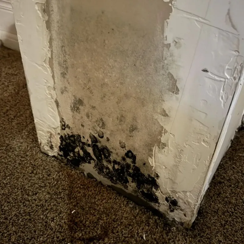 Professional Mold Removal in Rindge, NH